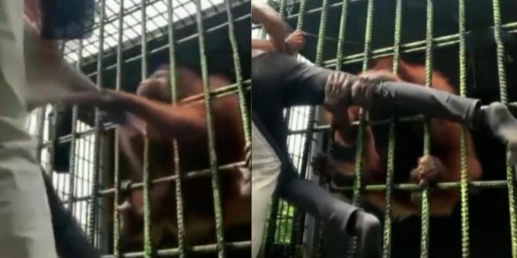 Toplumsal medya bu manzarayla çalkalandı… Sinirlendirdiği orangutandan bir türlü kurtulamadı