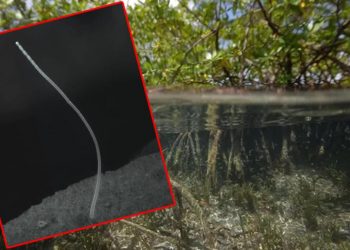 Yalnızca bir cm büyüklüğünde ancak o bir dev!