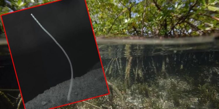 Yalnızca bir cm büyüklüğünde ancak o bir dev!