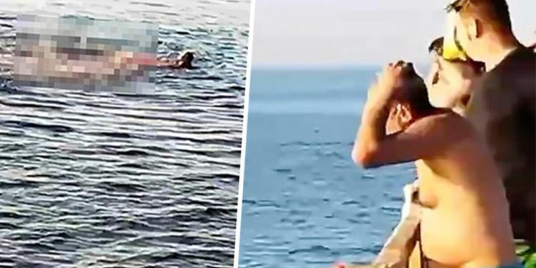 Kızıldeniz’de can pazarı… Köpekbalığı saldırdı yardım etmek yerine kameraya aldılar!