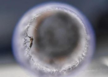 Virüs yayan sivrisinekler şoke etti… Kokularımızı değiştiriyorlar!