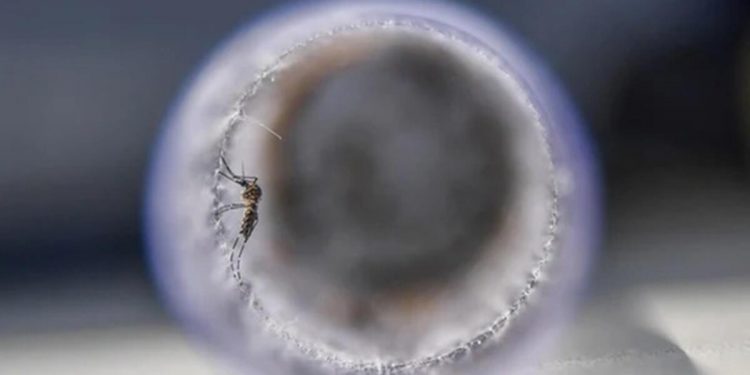 Virüs yayan sivrisinekler şoke etti… Kokularımızı değiştiriyorlar!