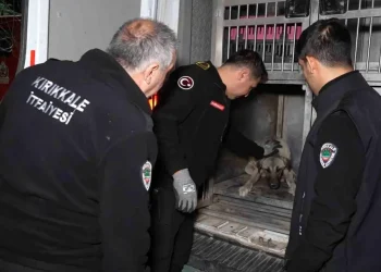 Kırıkkale’de Arabanın Çarptığı Köpek Tedavi Altına Alındı