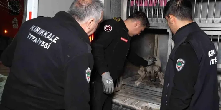Kırıkkale’de Arabanın Çarptığı Köpek Tedavi Altına Alındı