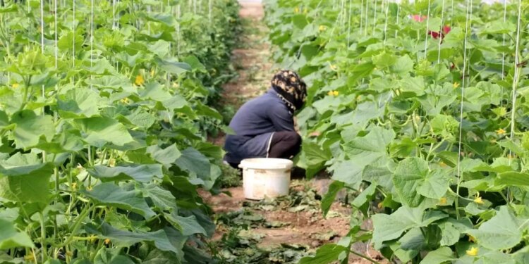 Erzincan’da Bayan Çiftçilere Sera Dayanağı